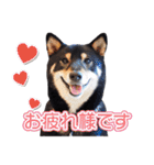 黒柴犬黒豆の日常（個別スタンプ：35）