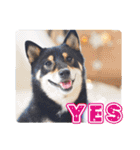 黒柴犬黒豆の日常（個別スタンプ：36）