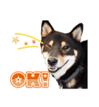 黒柴犬黒豆の日常（個別スタンプ：38）