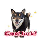 黒柴犬黒豆の日常（個別スタンプ：39）