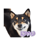 黒柴犬黒豆の日常（個別スタンプ：40）