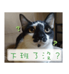 Pico's Cat（個別スタンプ：1）