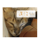 Pico's Cat（個別スタンプ：2）