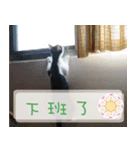Pico's Cat（個別スタンプ：3）