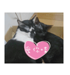 Pico's Cat（個別スタンプ：4）
