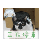 Pico's Cat（個別スタンプ：5）