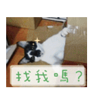 Pico's Cat（個別スタンプ：6）