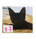 Pico's Cat（個別スタンプ：8）
