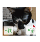 Pico's Cat（個別スタンプ：9）