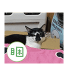 Pico's Cat（個別スタンプ：14）