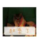 Pico's Cat（個別スタンプ：15）