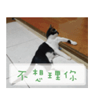 Pico's Cat（個別スタンプ：16）