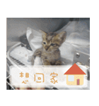 Pico's Cat（個別スタンプ：18）
