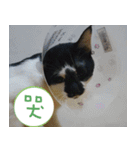 Pico's Cat（個別スタンプ：19）