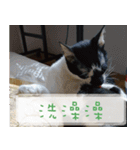 Pico's Cat（個別スタンプ：20）