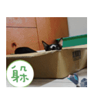 Pico's Cat（個別スタンプ：21）