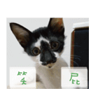Pico's Cat（個別スタンプ：22）