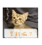 Pico's Cat（個別スタンプ：23）