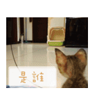 Pico's Cat（個別スタンプ：25）