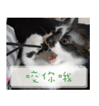 Pico's Cat（個別スタンプ：26）