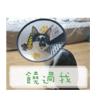 Pico's Cat（個別スタンプ：27）
