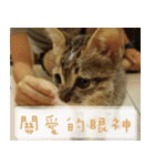 Pico's Cat（個別スタンプ：28）