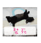 Pico's Cat（個別スタンプ：29）