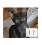 Pico's Cat（個別スタンプ：30）