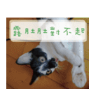 Pico's Cat（個別スタンプ：31）