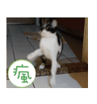 Pico's Cat（個別スタンプ：32）