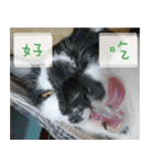Pico's Cat（個別スタンプ：33）