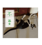 Pico's Cat（個別スタンプ：34）