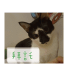 Pico's Cat（個別スタンプ：35）