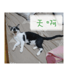 Pico's Cat（個別スタンプ：36）