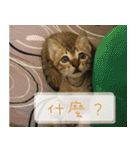 Pico's Cat（個別スタンプ：37）