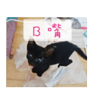 Pico's Cat（個別スタンプ：38）