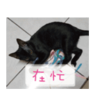 Pico's Cat（個別スタンプ：40）