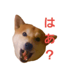 柴犬まみれ（個別スタンプ：1）