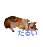 柴犬まみれ（個別スタンプ：2）