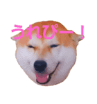 柴犬まみれ（個別スタンプ：3）