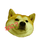 柴犬まみれ（個別スタンプ：4）