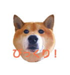 柴犬まみれ（個別スタンプ：5）