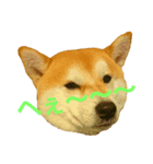 柴犬まみれ（個別スタンプ：6）