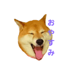 柴犬まみれ（個別スタンプ：7）