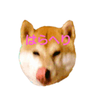 柴犬まみれ（個別スタンプ：8）