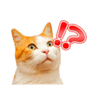 ネコのニコ ver.2（個別スタンプ：1）