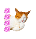 ネコのニコ ver.2（個別スタンプ：4）