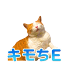 ネコのニコ ver.2（個別スタンプ：5）