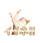 ネコのニコ ver.2（個別スタンプ：6）