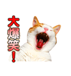ネコのニコ ver.2（個別スタンプ：8）